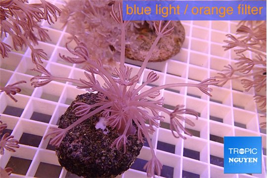 Xenia long polyps 4-6 cm WYSIWYG acclimaté