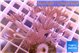 Xenia long polyps 4-6 cm WYSIWYG acclimaté