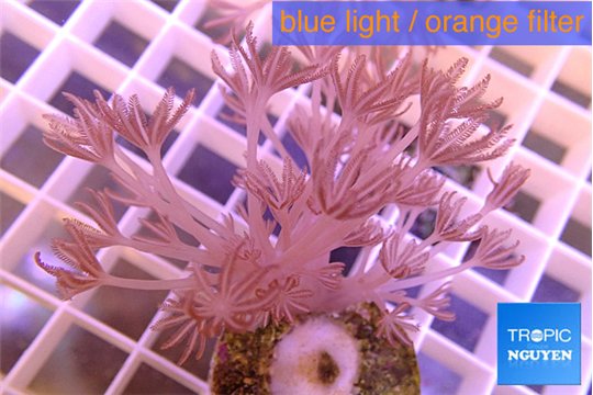 Xenia long polyps 4-6 cm WYSIWYG acclimaté