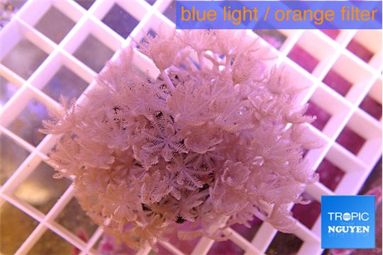 Xenia pumping 4-7 cm WYSIWYG acclimaté