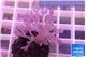 Xenia long polyps 3-5 cm WYSIWYG acclimaté