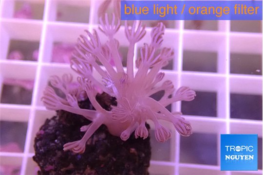 Xenia long polyps 3-5 cm WYSIWYG acclimaté