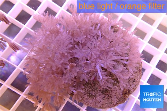 Xenia pumping 4-7 cm WYSIWYG acclimaté