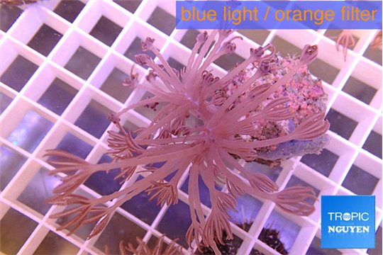 Xenia long polyps 4-6 cm WYSIWYG acclimaté