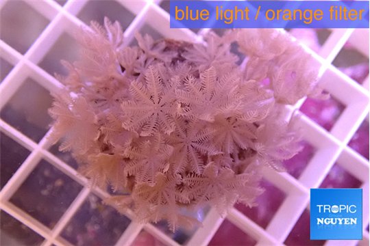 Xenia pumping 4-7 cm WYSIWYG acclimaté