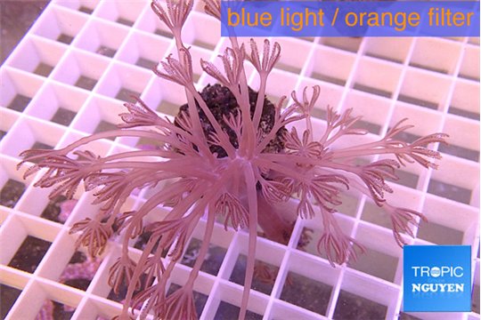 Xenia long polyps 4-6 cm WYSIWYG acclimaté