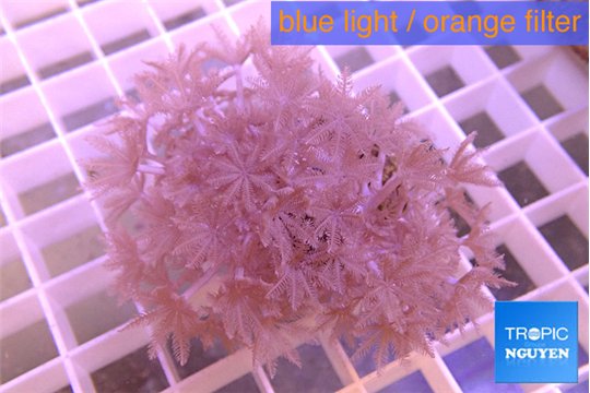 Xenia pumping 4-7 cm WYSIWYG acclimaté