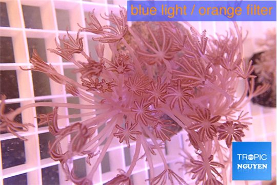 Xenia long polyps 5-7 cm WYSIWYG acclimaté