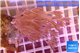 Xenia long polyps 4-6 cm WYSIWYG acclimaté
