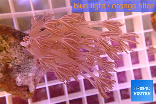Xenia long polyps 4-6 cm WYSIWYG acclimaté