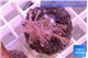 Xenia long polyps 4-6 cm WYSIWYG acclimaté