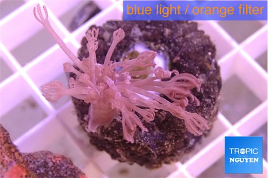 Xenia long polyps 4-6 cm WYSIWYG acclimaté