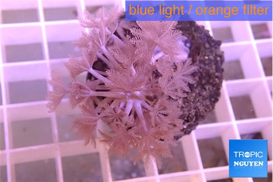 Xenia long polyps 4-6 cm WYSIWYG acclimaté