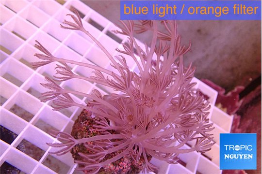 Xenia pumping 4-6 cm WYSIWYG acclimaté