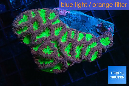 Blastomussa wellsi red green premium 6-8 cm WYSIWYG acclimaté