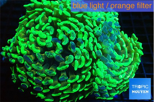 Euphyllia ancora neon green 9-14 cm WYSIWYG acclimaté