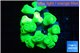 Caulastrea neon green 7-11 cm WYSIWYG acclimaté
