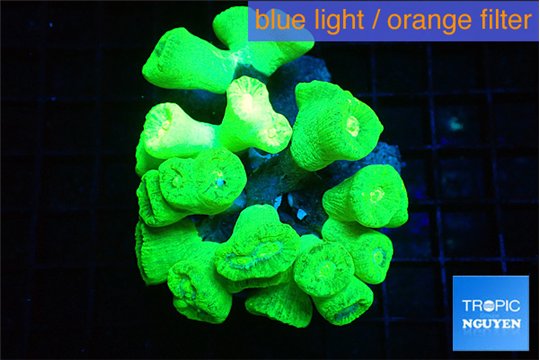 Caulastrea neon green 7-11 cm WYSIWYG acclimaté