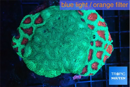 Favia graphted green & green moster 6-8 cm WYSIWYG acclimaté