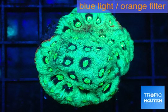 Favia green gold Australia 3-5 cm WYSIWYG acclimaté