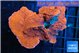 Montipora red cap 4-6 cm WYSIWYG acclimaté