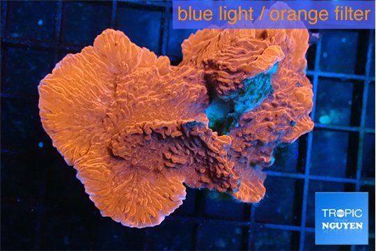 Montipora red cap 4-6 cm WYSIWYG acclimaté