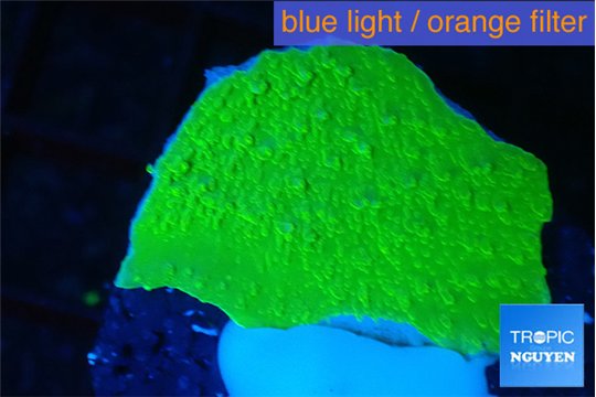 Montipora green cap 3-4 cm WYSIWYG acclimaté