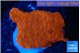 Montipora red cap 2-4 cm WYSIWYG acclimaté