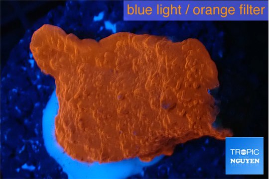 Montipora red cap 2-4 cm WYSIWYG acclimaté