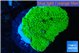Montipora green 3-5 cm WYSIWYG acclimaté