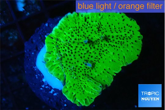 Montipora green 3-5 cm WYSIWYG acclimaté