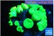 Caulastrea neon green 7-11 cm WYSIWYG acclimaté