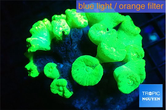 Caulastrea neon green 7-11 cm WYSIWYG acclimaté