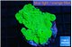 Montipora green cap 3-4 cm WYSIWYG acclimaté