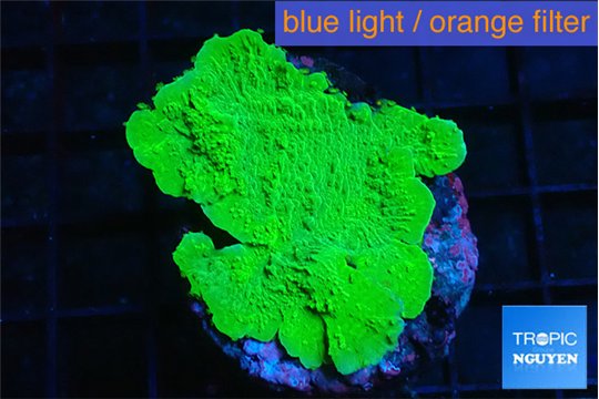 Montipora green cap 3-4 cm WYSIWYG acclimaté