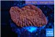 Montipora red purple 3-4 cm WYSIWYG acclimaté