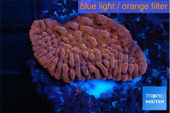 Montipora red purple 3-4 cm WYSIWYG acclimaté