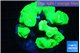 Caulastrea neon green 7-11 cm WYSIWYG acclimaté
