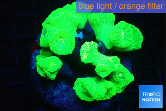 Caulastrea neon green 7-11 cm WYSIWYG acclimaté