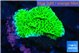 Montipora purple blue polyps 3-4 cm WYSIWYG acclimaté