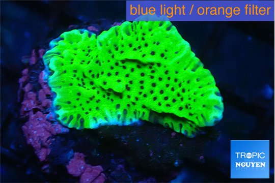 Montipora purple blue polyps 3-4 cm WYSIWYG acclimaté