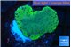 Montipora green 3-5 cm WYSIWYG acclimaté