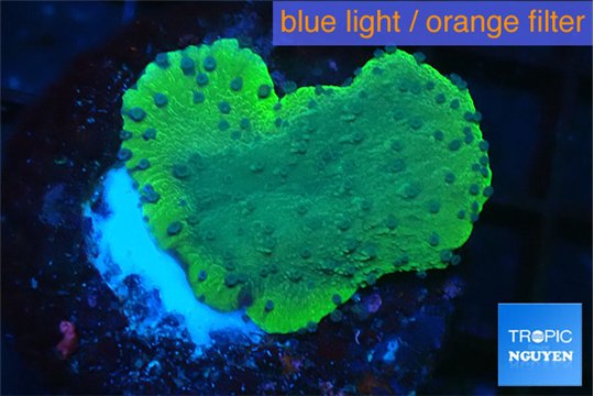 Montipora green 3-5 cm WYSIWYG acclimaté