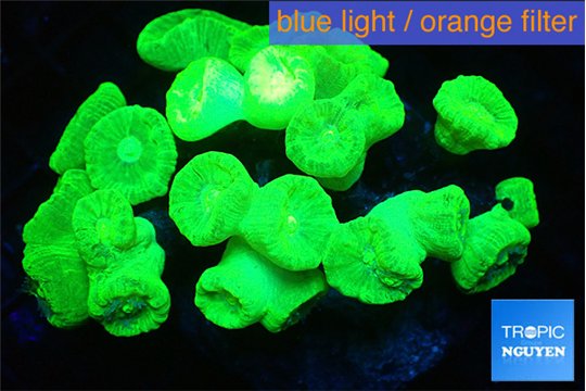 Caulastrea neon green 7-11 cm WYSIWYG acclimaté