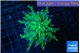 Euphyllia paraancora green purple tip 3-6 cm WYSIWYG acclimaté