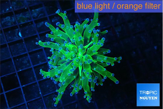Euphyllia paraancora green purple tip 3-6 cm WYSIWYG acclimaté