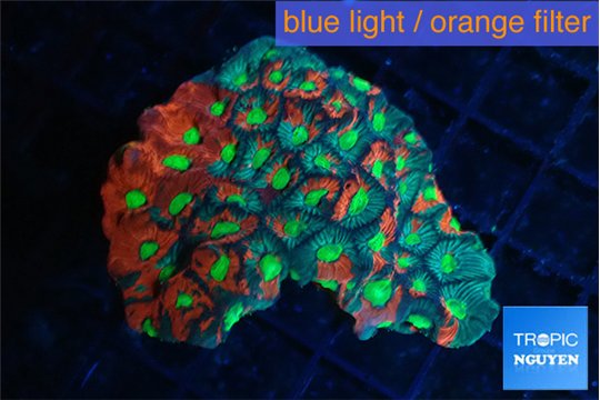 Favia tricolor Aussie 5-6 cm WYSIWYG acclimaté