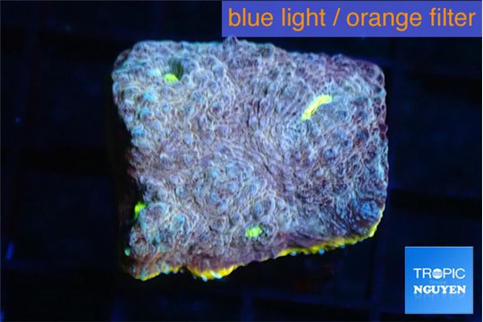 Echinophyllia purple gold 3-4 cm WYSIWYG acclimaté