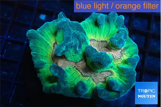 Pectinia orange earth 5-8 cm WYSIWYG acclimaté