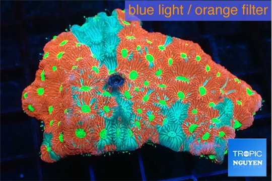 Favia tricolor Aussie 5-6 cm WYSIWYG acclimaté